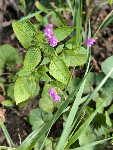 Hairy Hemp-nettle