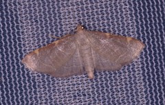Hypsopygia binodulalis