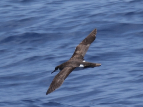 Puffinus auricularis observed 2026-09-18