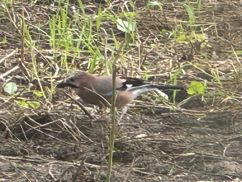 Eurasian Jay