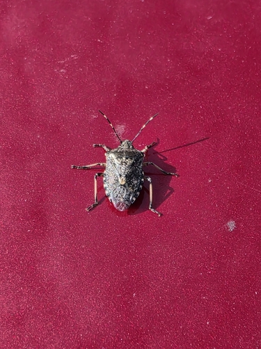 Mottled Stink Bug