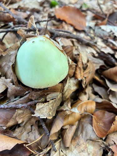 False Death-cap
