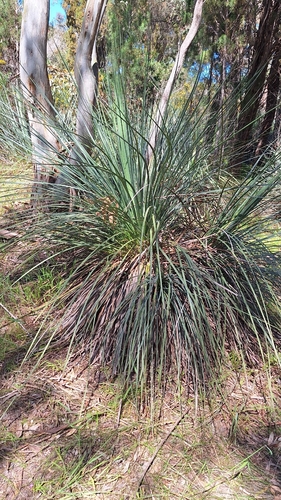 Xanthorrhoea semiplana, photograph 4