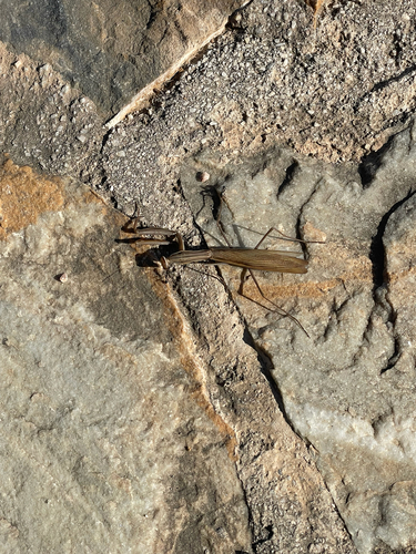 European Mantis