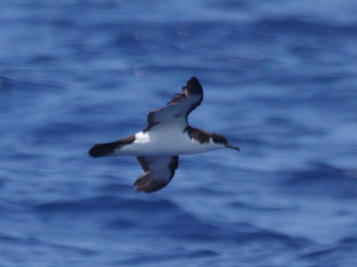Puffinus auricularis observed 2026-09-18