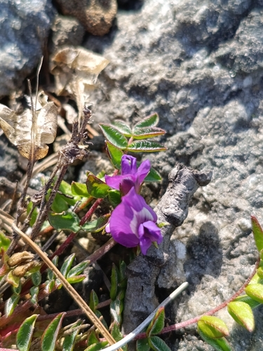 Oxytropis revoluta