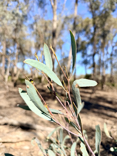 Blue Mallee