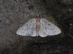 Naxidia punctata