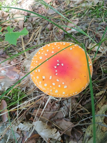 Fly Agaric