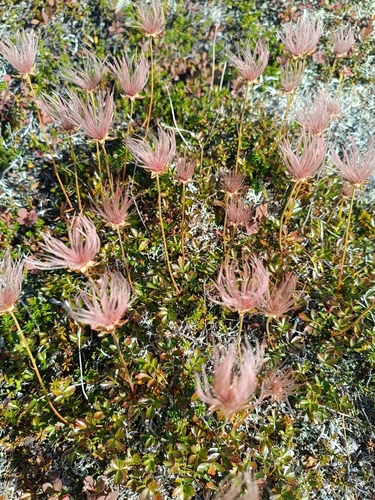 Geum pentapetalum observed 2026-09-19