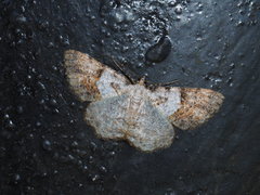 Psilalcis albibasis
