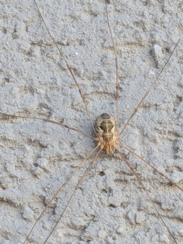 European Harvestman