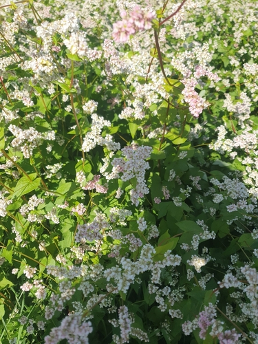 Common Buckwheat
