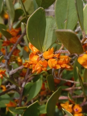 Pterocelastrus tricuspidatus
