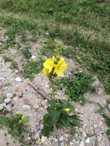 Orange Mullein