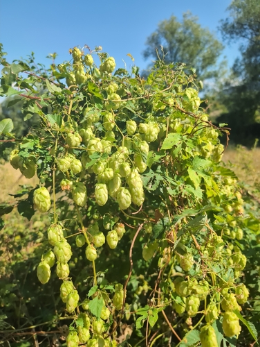 common hops