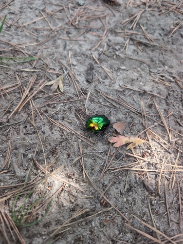 Big Rose-chafer