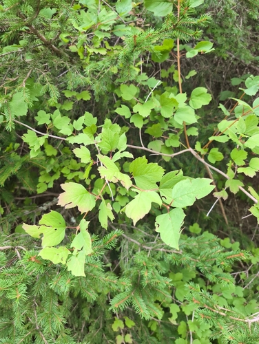 guelder-rose