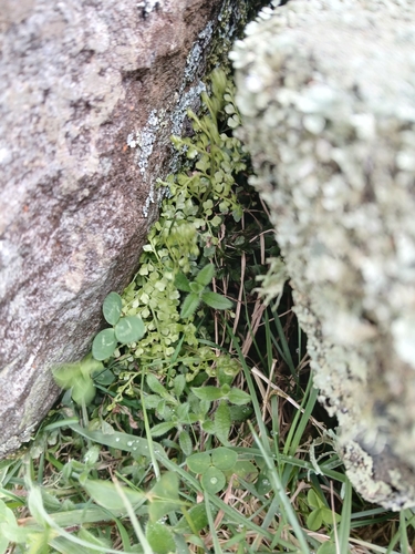 Asplenium hookerianum
