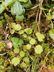 Ranunculus reflexus, photograph (c) naturewatchwidow, some rights reserved (CC BY)