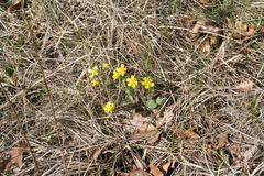 Ranunculus rhomboideus