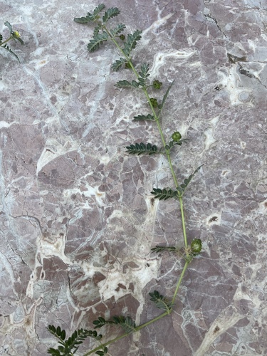 puncture vine