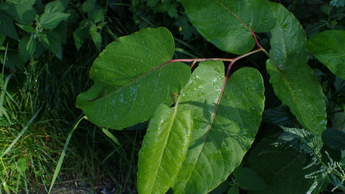 Reynoutria sachalinensis