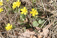 Ranunculus rhomboideus