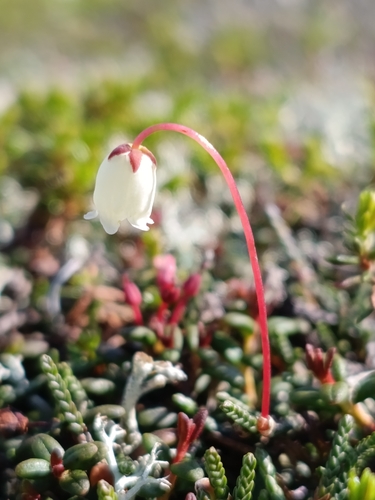 Cassiope lycopodioides observed 2026-09-19