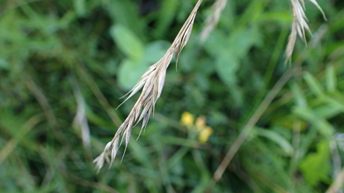 Bromus carinatus observed 2026-09-19