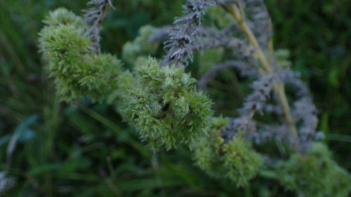 blueweed gall mite