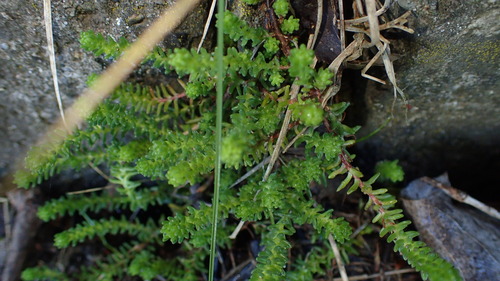Tasteless Stonecrop