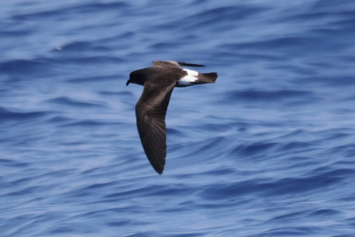 Oceanodroma castro observed 2026-09-18