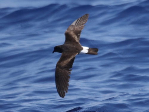 Oceanodroma castro observed 2026-09-18