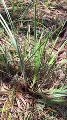 Lomandra multiflora, photograph author not stated, no rights reserved