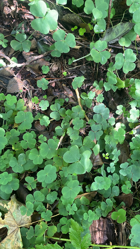 European wood-sorrel