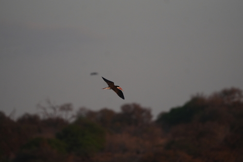 African Skimmer