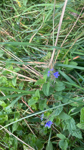 Germander Speedwell