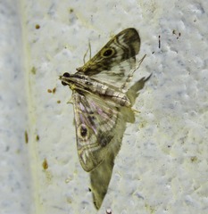Dysallacta megalopa