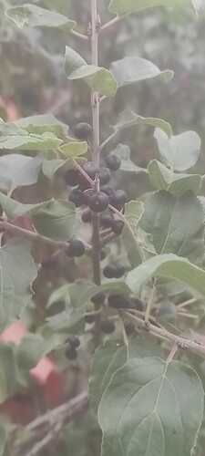 common buckthorn