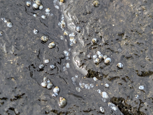 Echinolittorina hawaiiensis, 2026-09-18