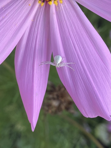 Goldenrod Crab Spider