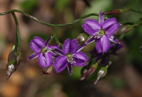 Twining Fringe-lily