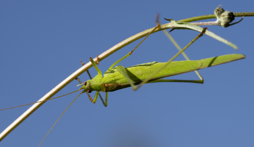 Sickle-bearing Bush-cricket