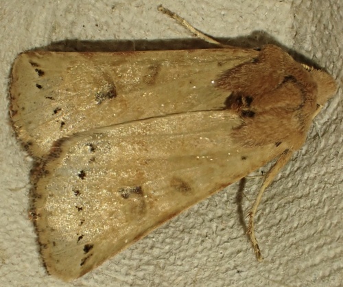 Lunar Underwing, Graafland, Groot-Ammers, South Holland, NL, photo 7 of 10