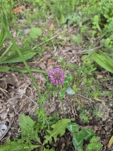 Red Clover