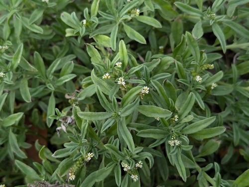 Euploca procumbens observed 2026-09-18