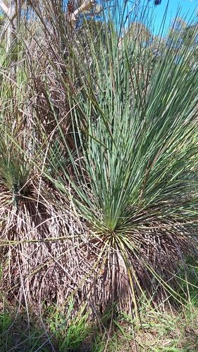 Xanthorrhoea semiplana, photograph 3