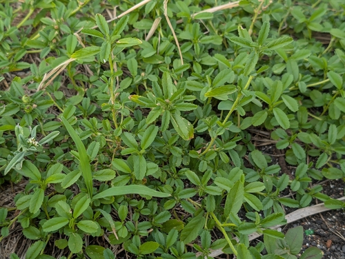 Sida ciliaris observed 2026-09-18