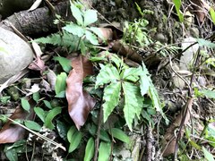 Tetrastigma obtectum